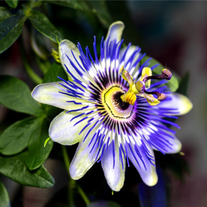 Blaue Blume Innere Unruhe